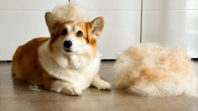dog sitting next to pile of hair jpg