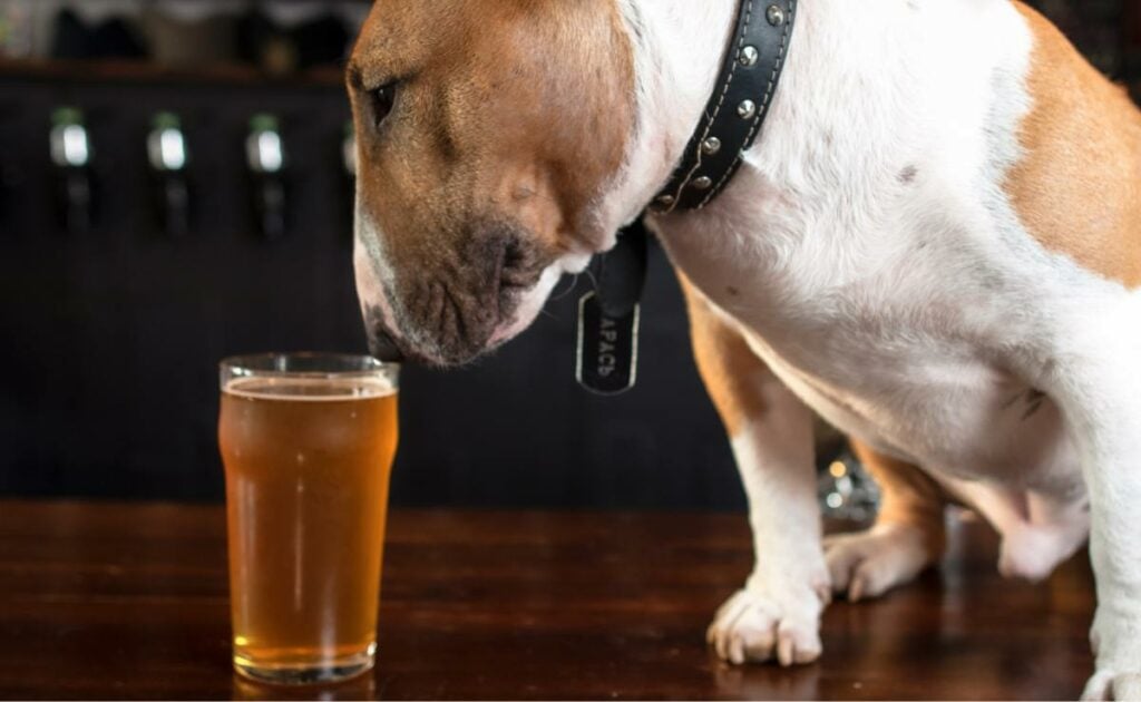 Dog sniffing a pint of beer on a table.