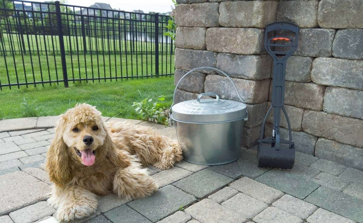 Relaxed golden American Cocker Spaniel lying panting on paving on an outdoor patio alongside a waste scoop and metal bucket enjoying the sunshine