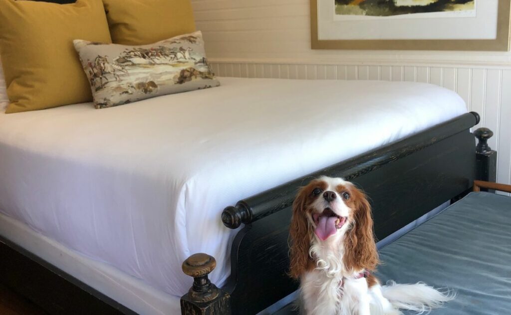 Dog sitting on bench at foot of hotel bed.