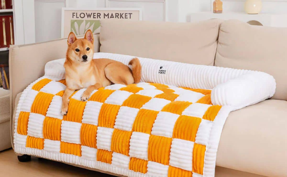 Dog sitting on sofa with Funny Fuzzy cover.