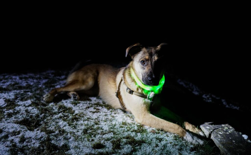Dog sitting outside in the snow with a glow collar on.