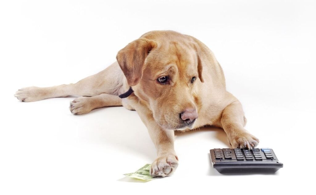 Dog sitting with calculator.