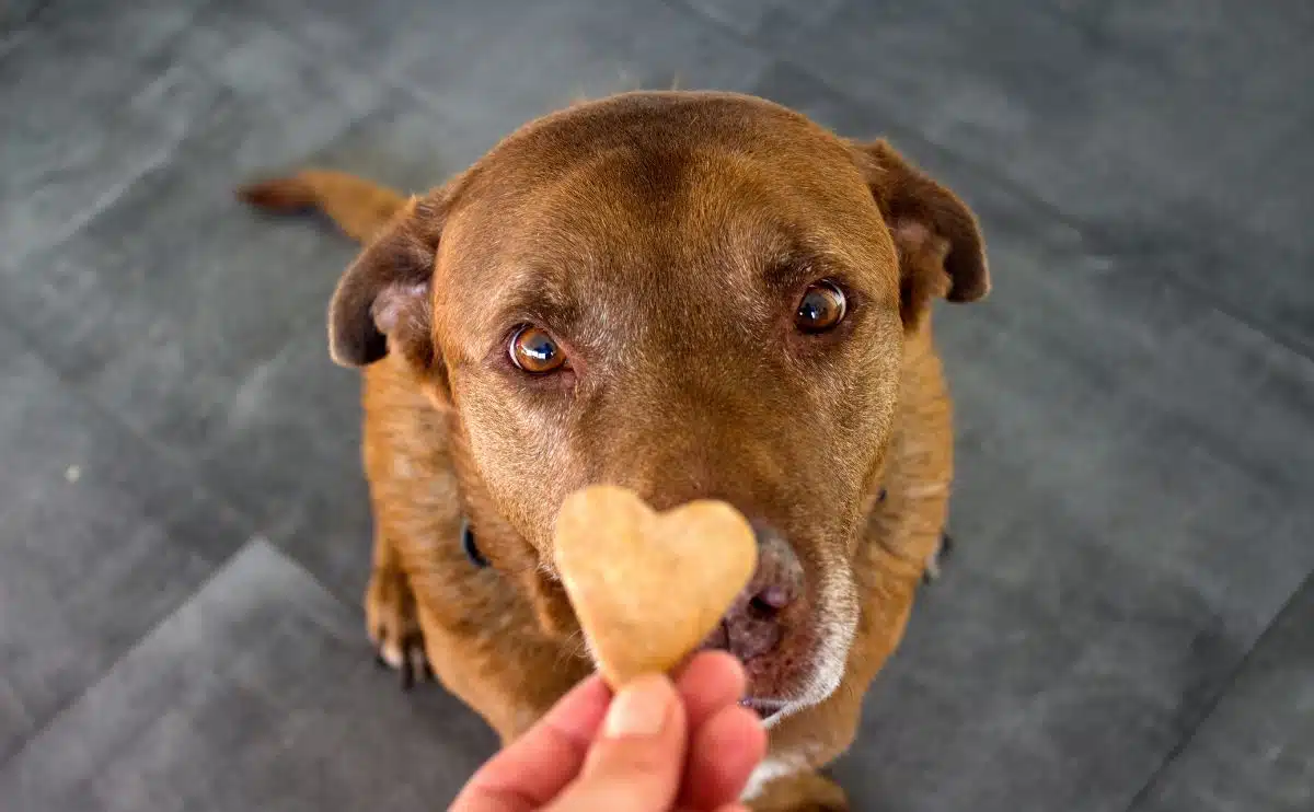 dog sitting with hypoallergenic dog treat in the shape of a heart