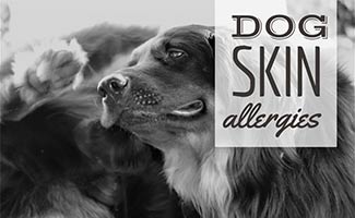 how can i treat my dogs dry skin naturally