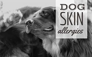 what can i do for my dogs itchy skin