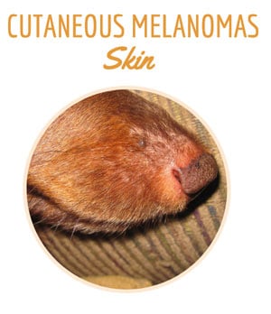 Dog with Cutaneous (Skin) Melanomas