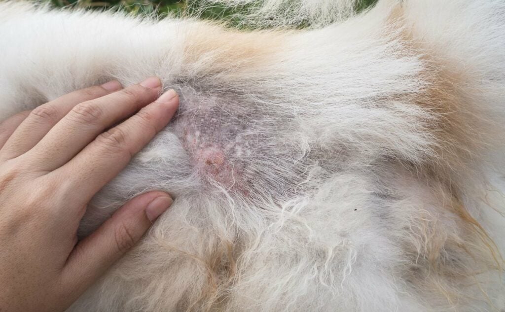 Dog skin condition up close with hand.