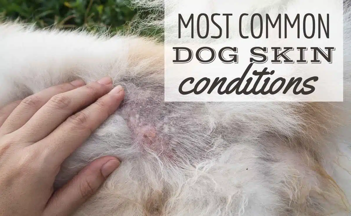 what does a skin infection look like on a dog