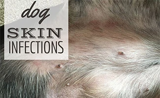 what does a skin infection look like on a dog