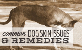 dog allergy skin rash