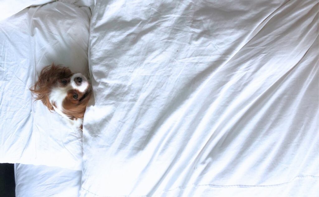 Dog sleeping in bed under covers.