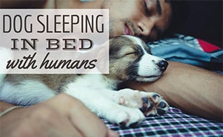 Man sleeping next to dog in bed (caption: Dog Sleeping In Bed With Humans)