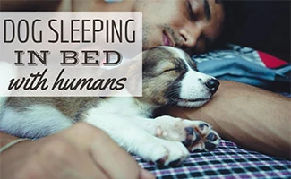 Man sleeping next to dog in bed (caption: Dog Sleeping In Bed With Humans)