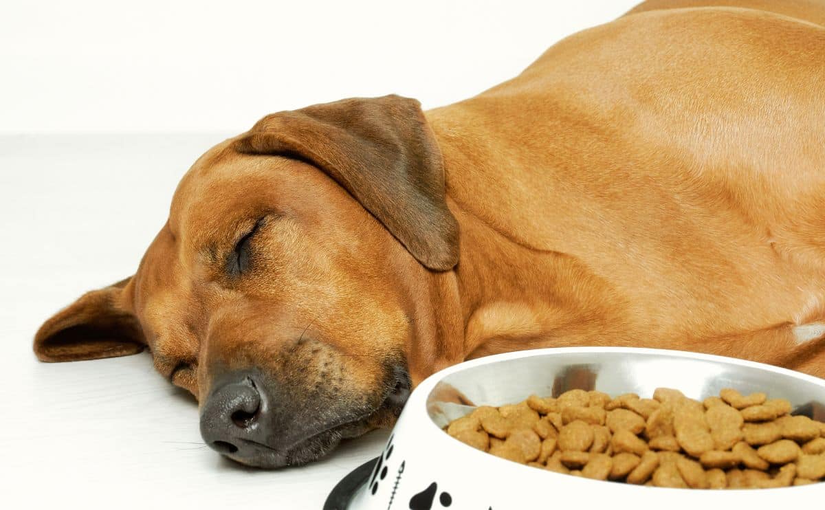 dog sleeping next to dog food bowl on the floor