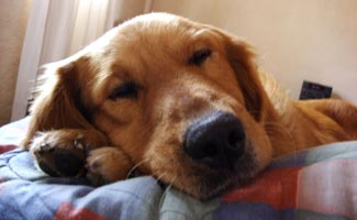 Dog sleeping on bed