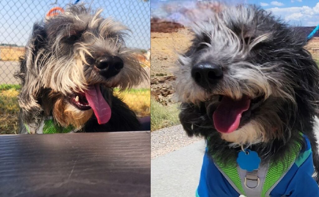 Dog smiling two photos side by side.