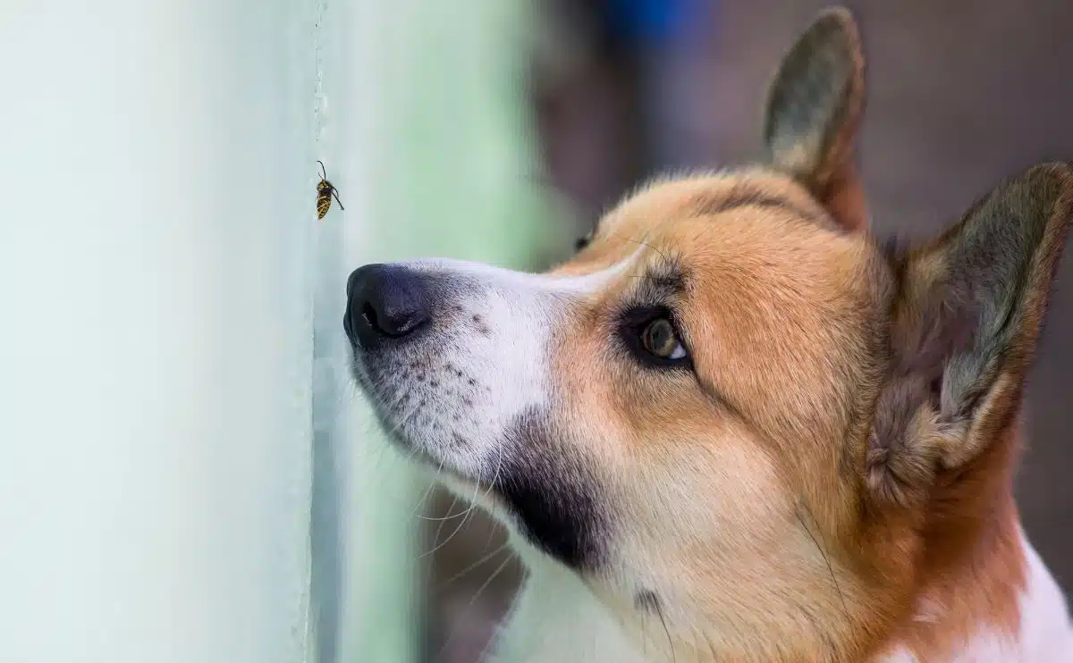 What is the meaning of The dog stepped on the bee.? - Question about  English (US)