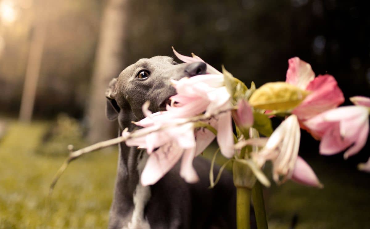 Whippet dog sniffing a pink flower outside in the grass