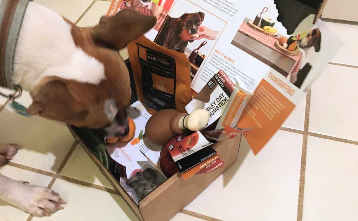 Dog sniffing bark box contents on the floor.