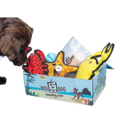 Dog sniffing BoxDog toys in the box.