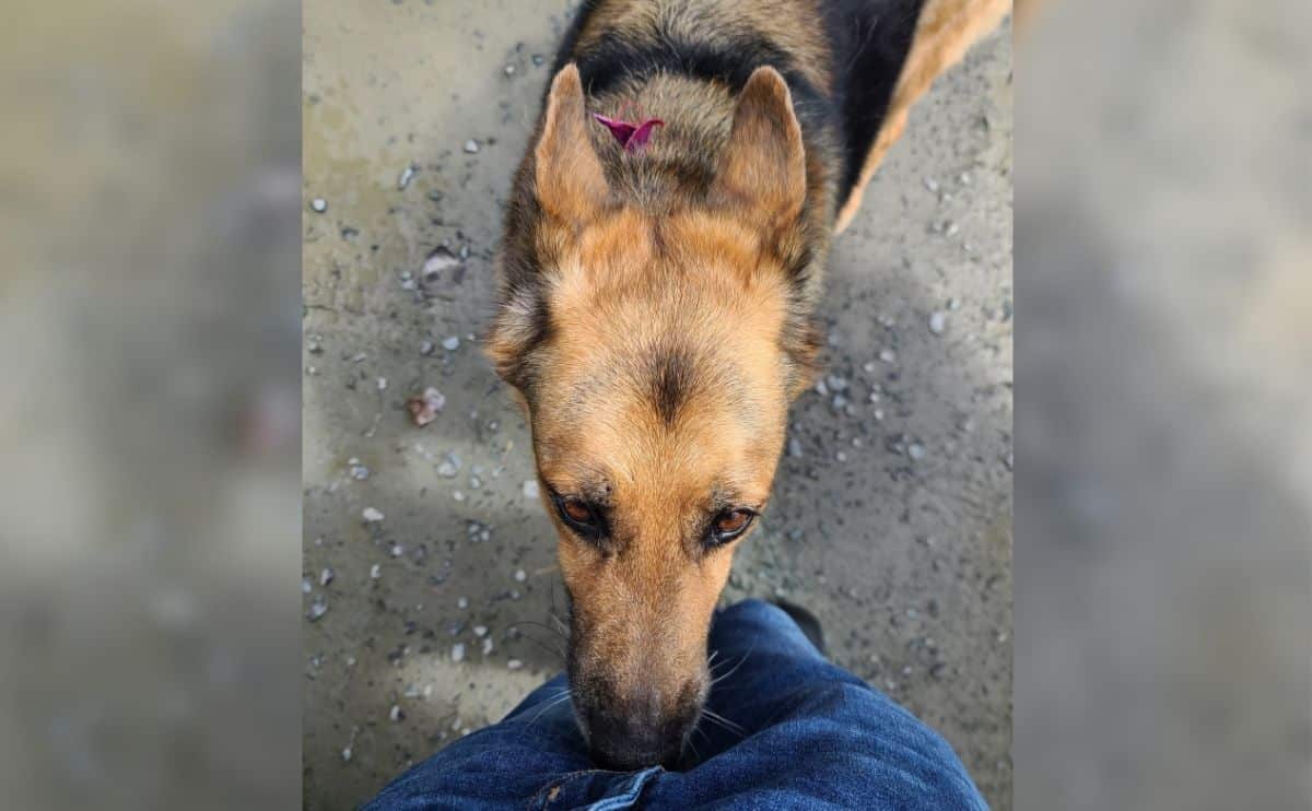Dog sniffing crotch.