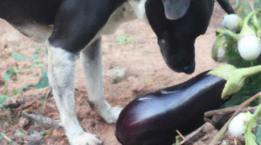 A dog sniffing eggplant on the ground.