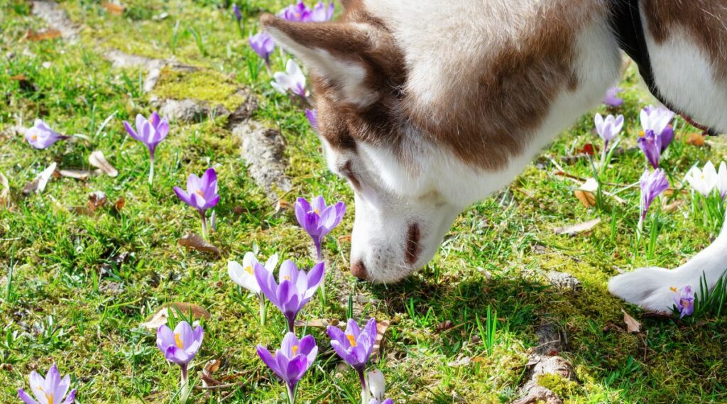 Help My Dog Ate A Crocus! Are Crocuses Poisonous To Dogs? Canine Journal