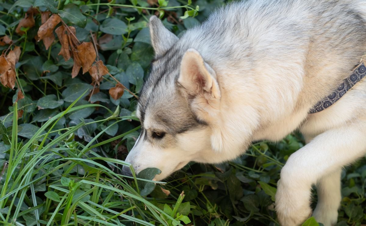 dog sniffing grass and weeds