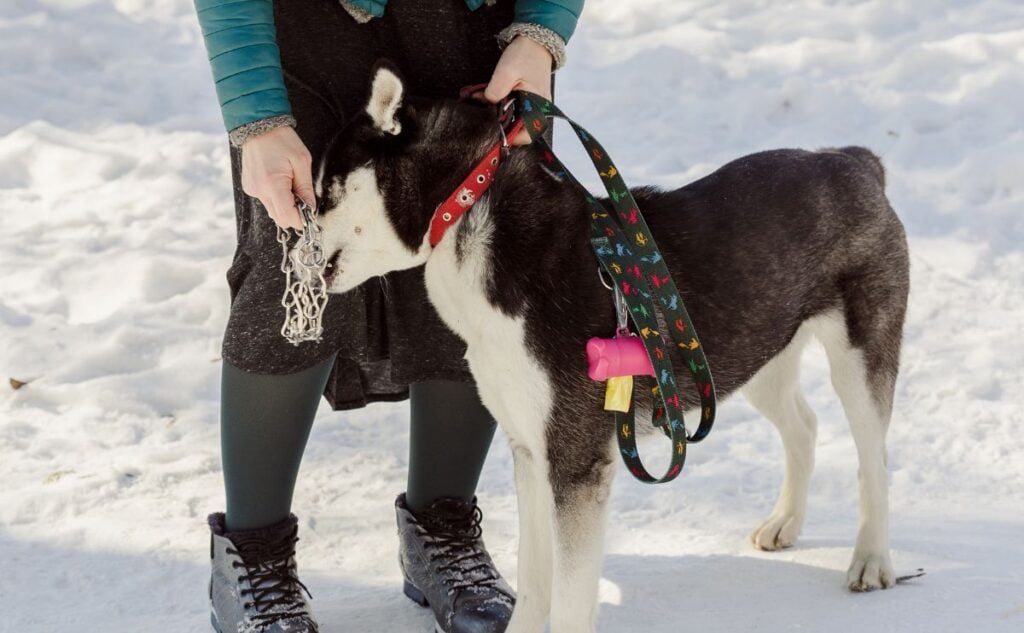 Dog sniffing pinch collar.