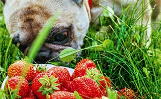 Dog sniffing strawberries in field