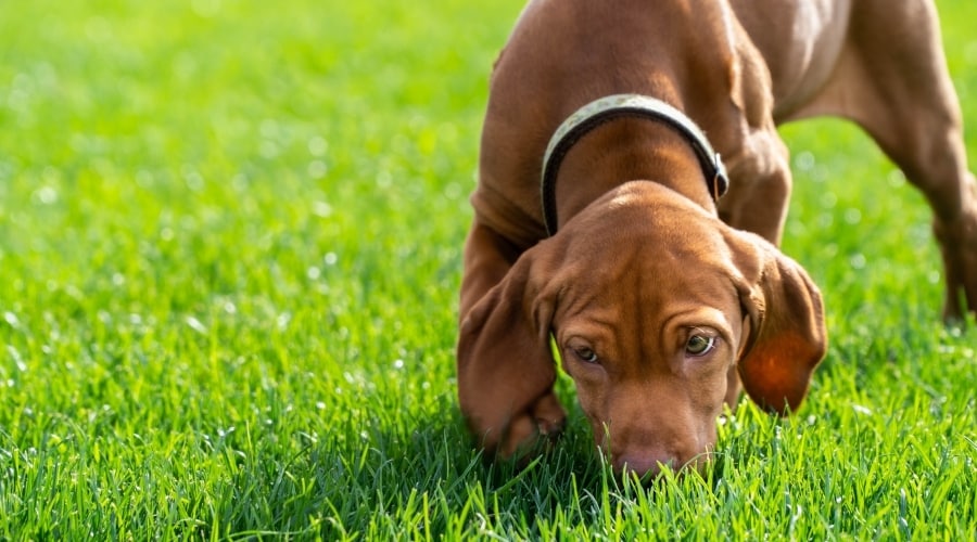 Dog Sniffing the Ground