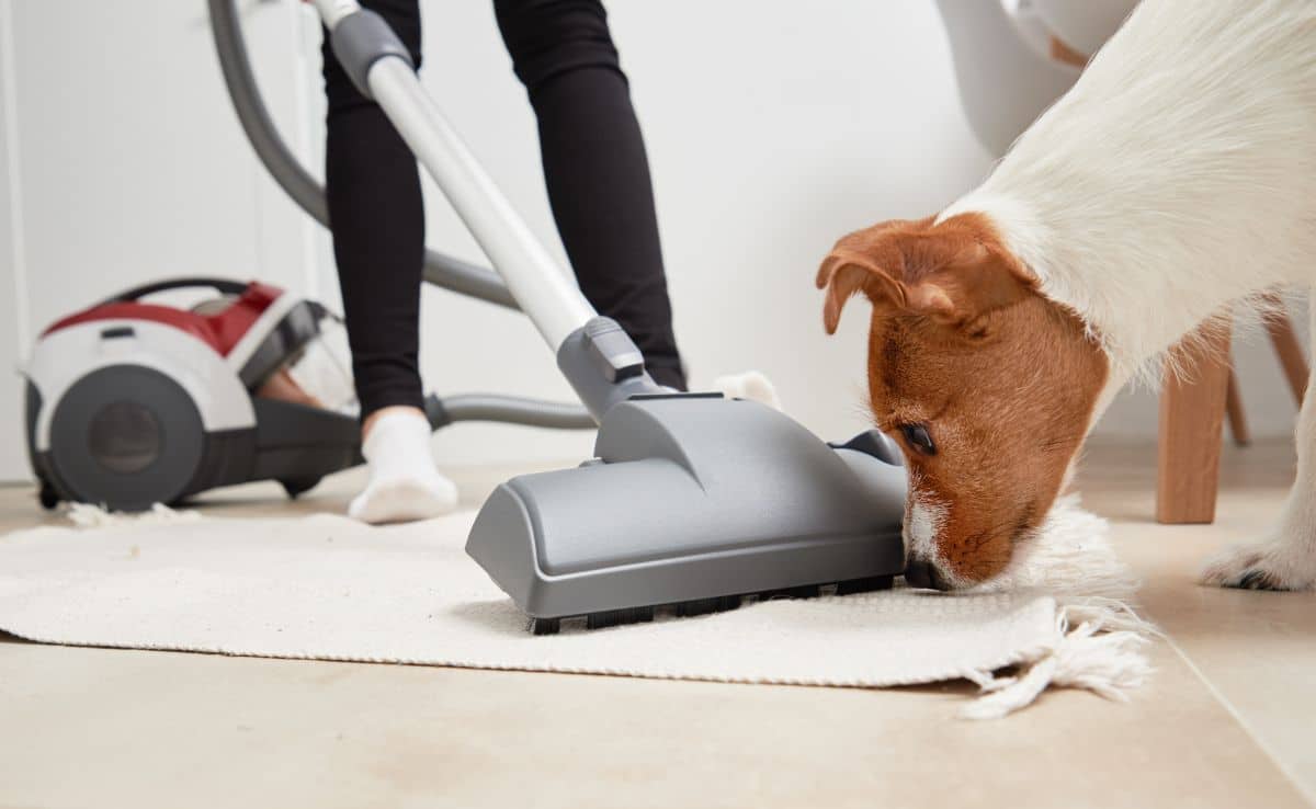 Small dog sniffing person vacuuming rug.