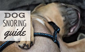 Dog sleeping on back (Caption: Dog Snoring Guide)