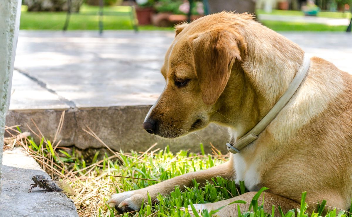 Dog snout looking at a cicada in the grass.