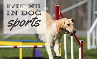 Dog jumping agility course pole (caption: How To Get Started In Dog Sports)