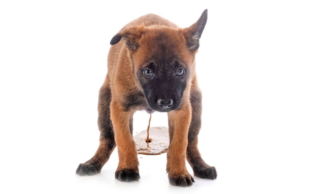 A small brown dog squatting with diarrhea on the floor on a white background