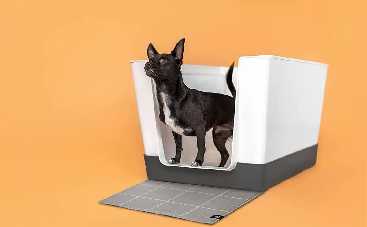 dog standing in a doggy litter box