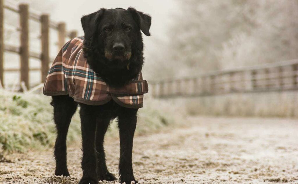 dog standing in field in massachusetts