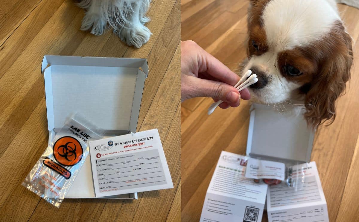 dog standing next to Glacier Peak Holistics test kit