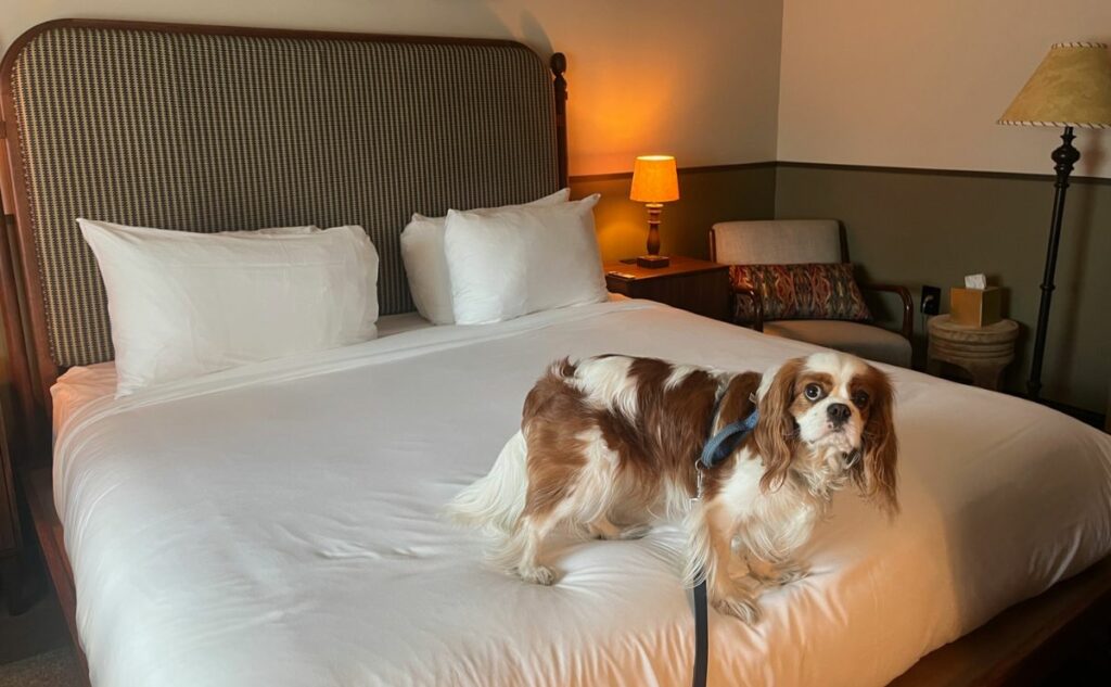 Dog standing on hotel bed.