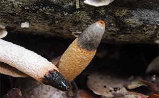 Dog Stinkhorn Mushroom growing in ground