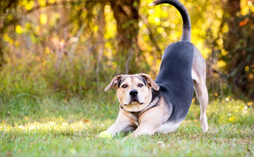 Dog stretching while looking up.