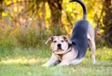 Dog stretching while looking up.