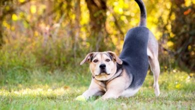 Dog stretching while looking up.