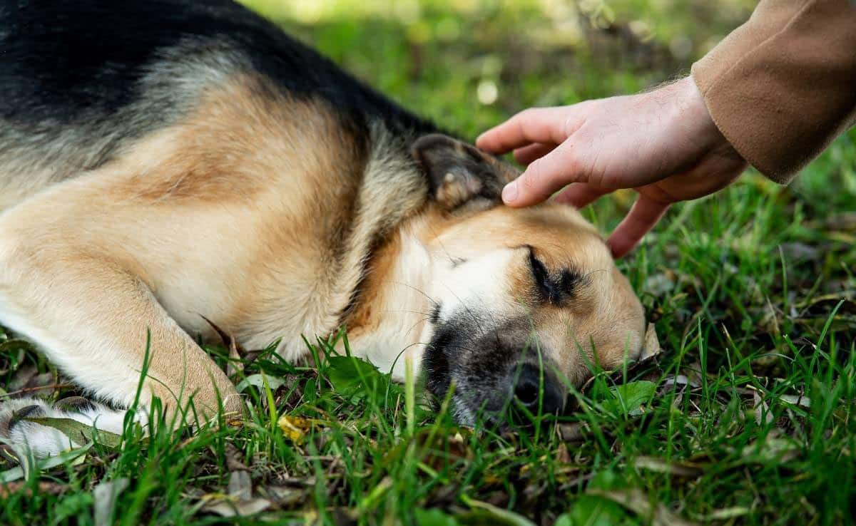 Dog laying in the grass being pet on head