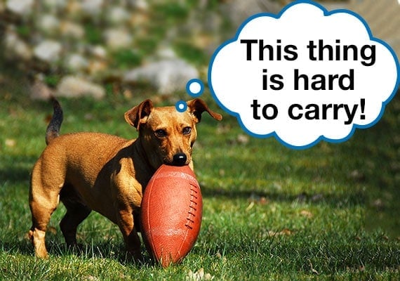Dog struggling to carry regulation-sized football in its mouth