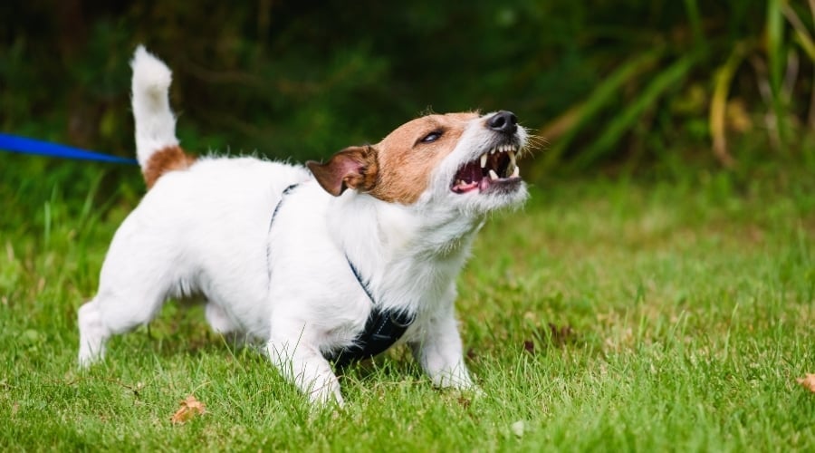 Chihuahua growling at human hand.