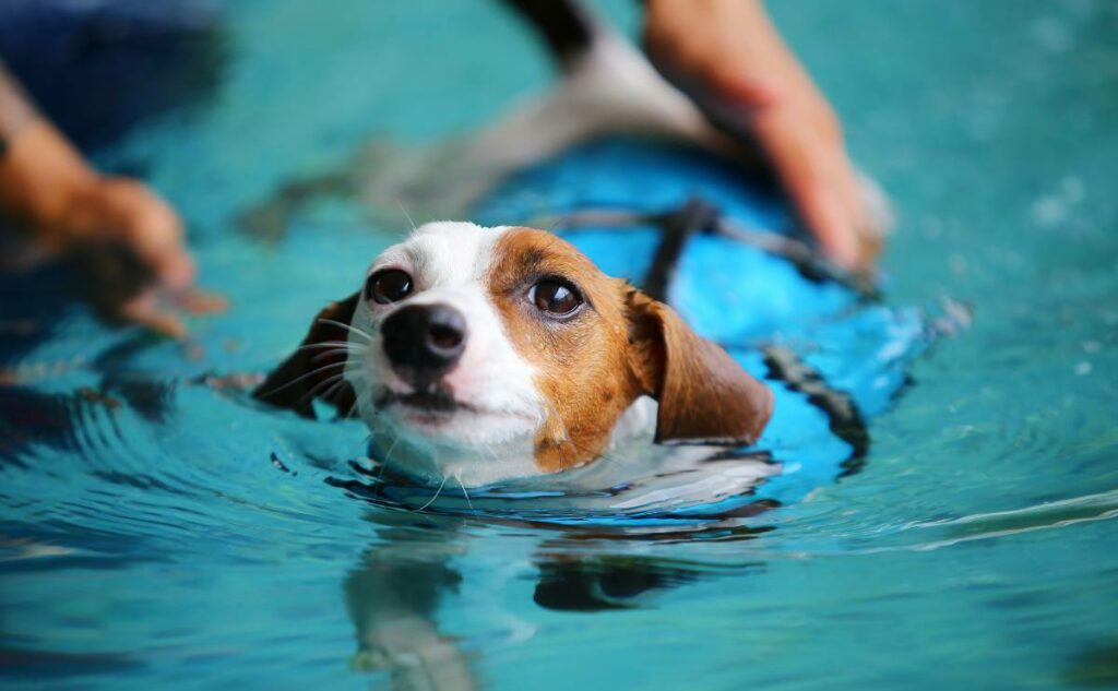 Dog swimming wearing a life jacket.