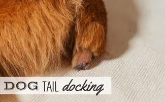 Brown dog with docked tail (Caption: Dog Tail Docking)